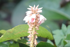 Alpinia shimadae