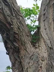 Robinia pseudoacacia