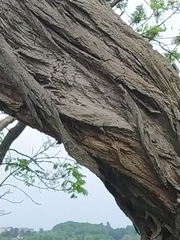 Robinia pseudoacacia