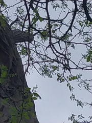 Robinia pseudoacacia