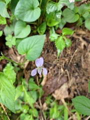 Viola acuminata