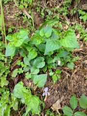 Viola acuminata