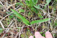 Liparis loeselii
