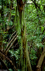 Parmentiera cereifera