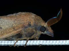 Entometa apicalis
