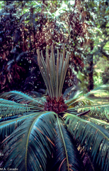 Cycas circinalis