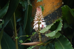 Alpinia shimadae