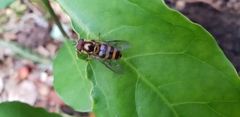 Syrphus rectus
