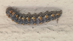 Bryophila raptricula