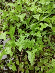 Persicaria thunbergii