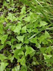 Persicaria thunbergii
