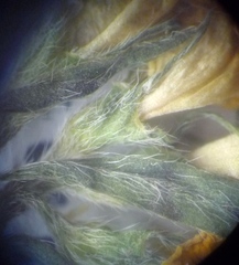 Lotus stepposus