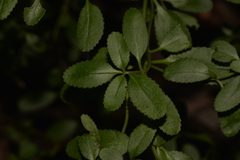 Gonocarpus oreophilus