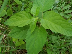 Agastache scrophulariifolia