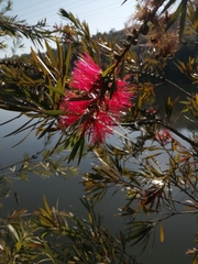Melaleuca viminalis viminalis