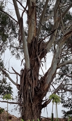 Eucalyptus baxteri