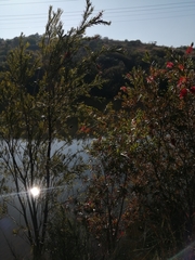 Melaleuca viminalis viminalis