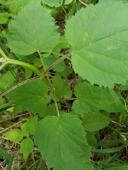 Agastache scrophulariifolia