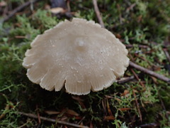 Entoloma baronii