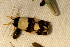 Philenora aspectalella