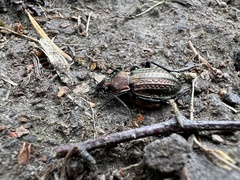 Carabus