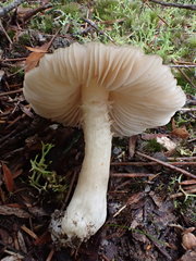 Entoloma baronii