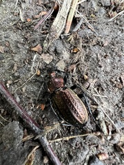 Carabus