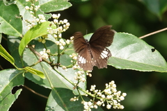 Papilio castor