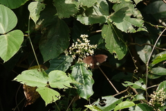 Papilio castor