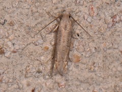 Epiblema minutana