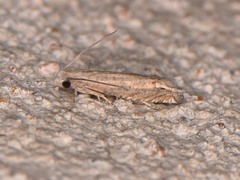 Epiblema minutana
