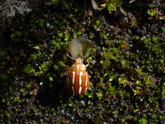 Calvia quadrivittata