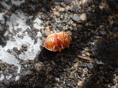 Calvia quadrivittata