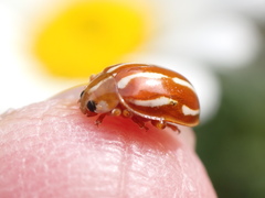 Calvia quadrivittata