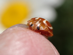 Calvia quadrivittata