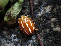 Calvia quadrivittata