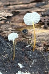 Marasmius