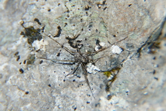 Platybuninae