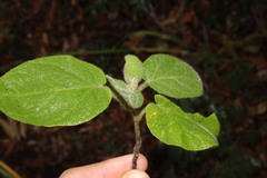 Solanum densevestitum