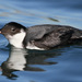 Ancient Murrelet - Photo (c) guyincognito, some rights reserved (CC BY-NC), uploaded by guyincognito