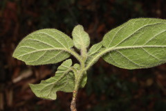 Solanum densevestitum
