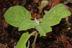Solanum densevestitum