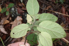 Solanum densevestitum