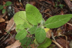 Solanum densevestitum