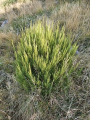 Dracophyllum acerosum