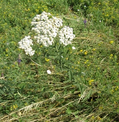 Achillea pannonica