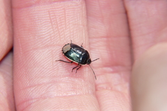 Canthophorus