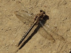 Phanogomphus spicatus
