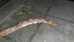 Coelognathus helena