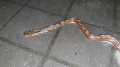 Coelognathus helena
